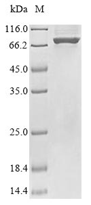 E. coli uvrD protein