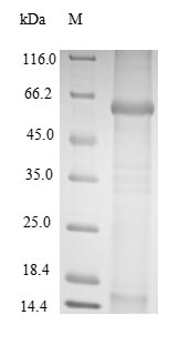 Virus BK polyomavirus Major capsid protein VP1 protein