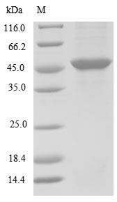 Virus BK polyomavirus Minor capsid protein VP2 protein