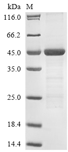 Virus env protein
