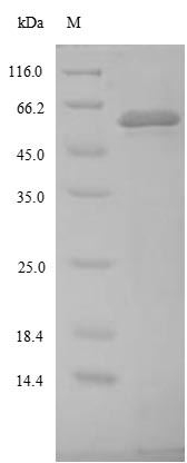 Virus FLP1 protein