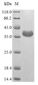 Plant Triticum aestivum Alpha/beta-gliadin A-II protein