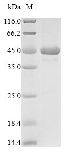 Bacteria MSP-1 protein