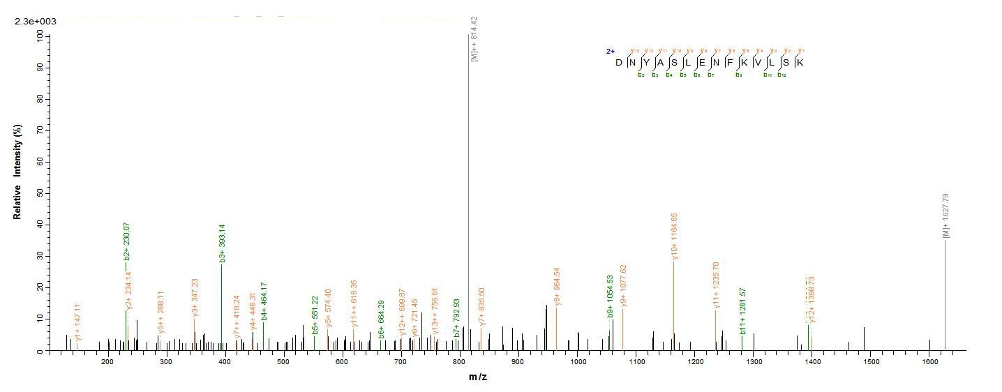 Bacteria MSP-1 protein