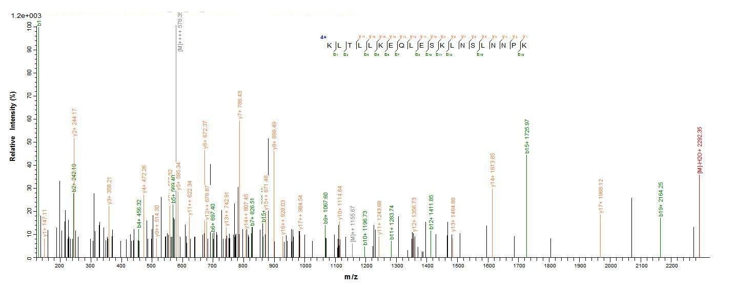Bacteria MSP-1 protein