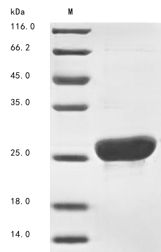 Mouse Mup11 protein