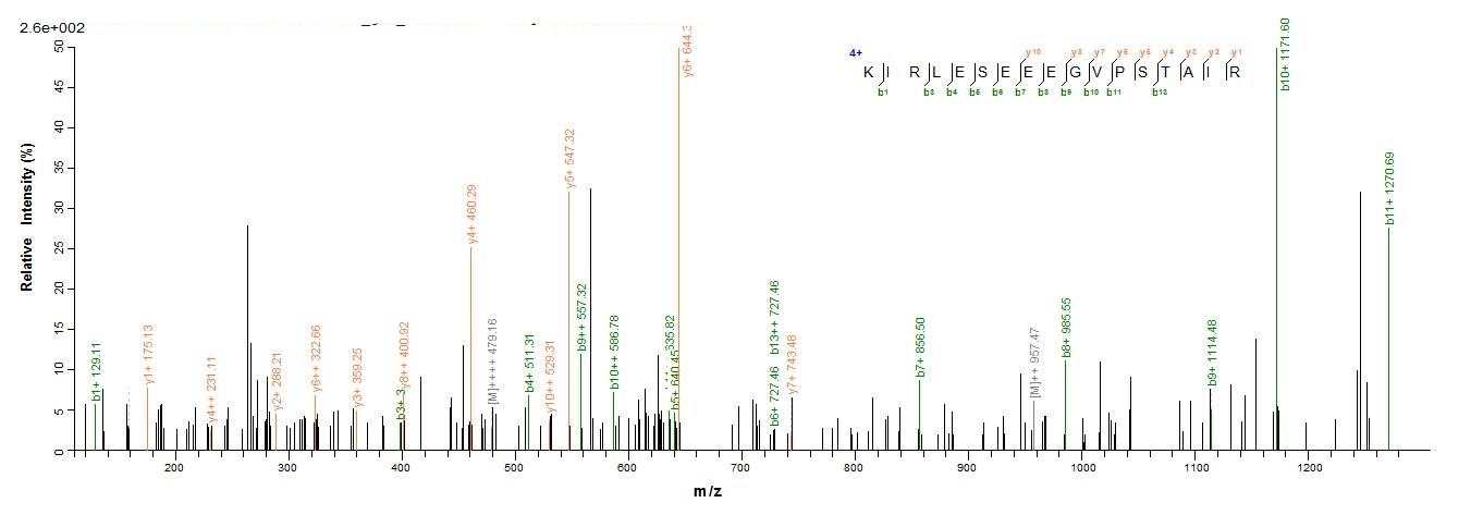 Human CDK1 protein