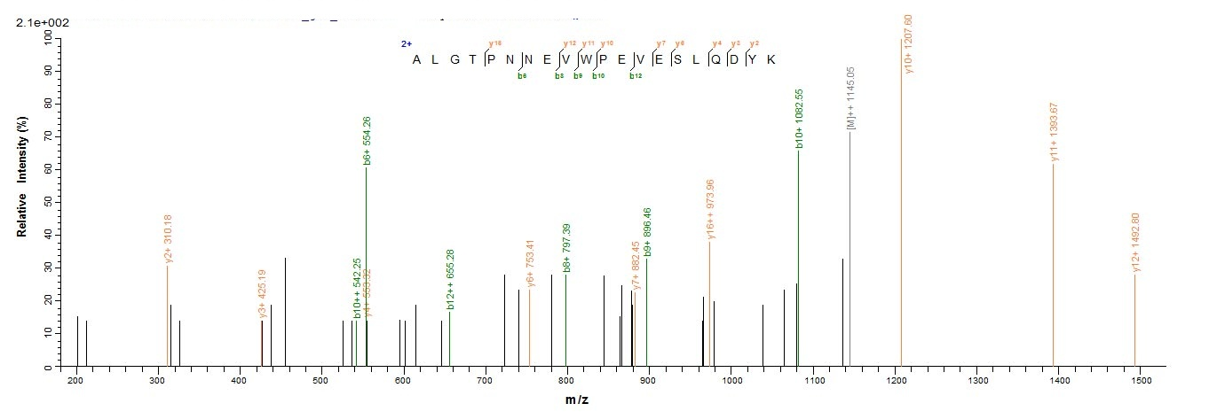 Human CDK1 protein