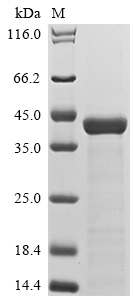 Virus PEP4 protein