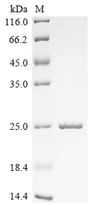 Bovine Odorant-binding protein protein