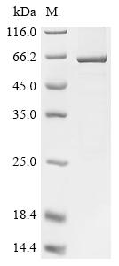 Drosophila Gapdh1 protein