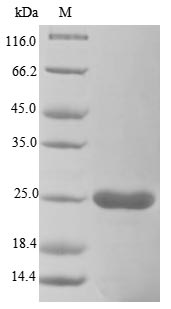 Virus VACWR088 protein