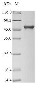 Bacteria aroA protein