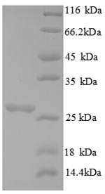 Virus CHS1 protein