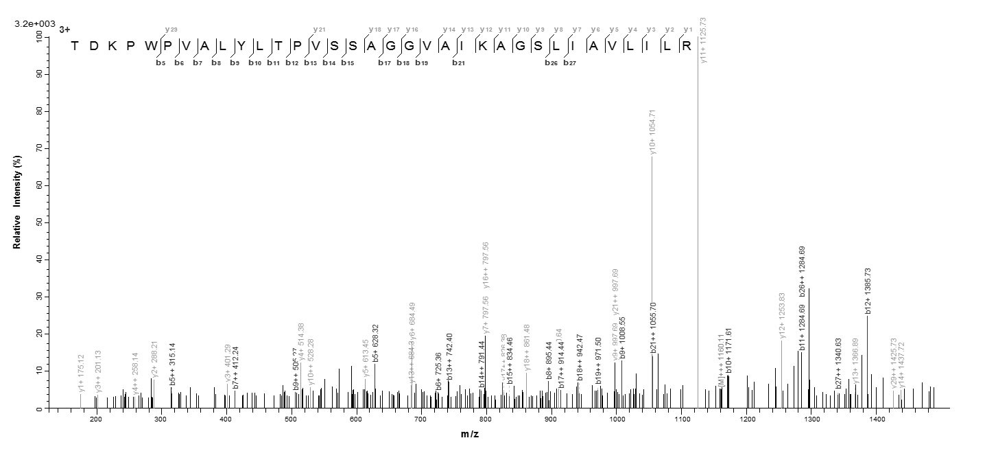 E. coli fimH protein