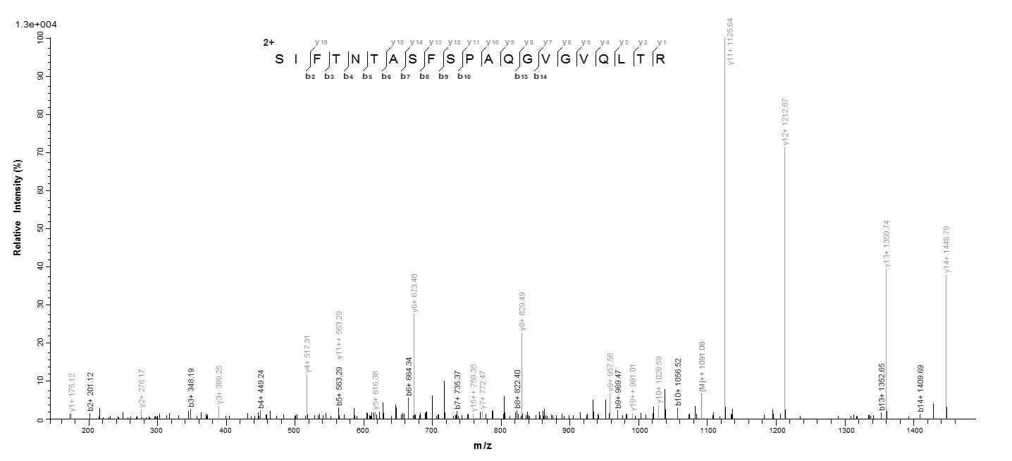 E. coli fimH protein
