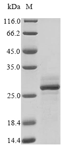 Virus GPC protein