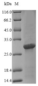 Virus entA protein