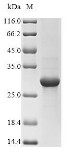 Virus entA protein