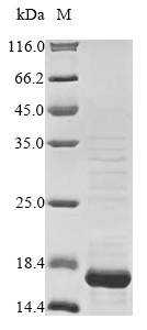 Bacteria mxiH protein