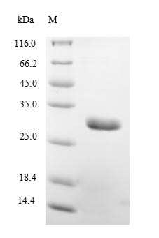Bacteria ospA protein