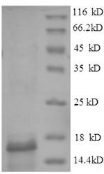 Virus esxB protein