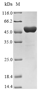E. coli aroA protein