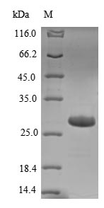 E. coli mscL protein