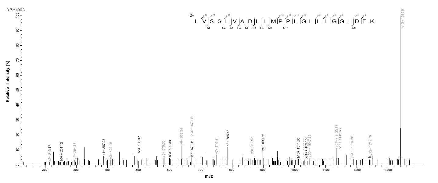 E. coli mscL protein