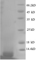 E. coli rpmG protein