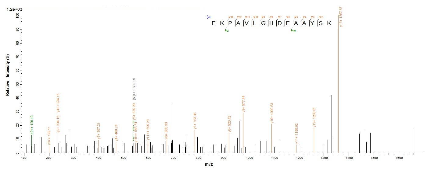 E. coli pal protein