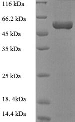 E. coli deoD protein