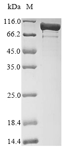 E. coli gyrA protein