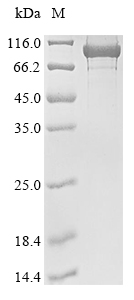 E. coli gyrA protein
