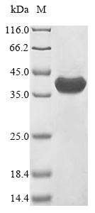 Reptile Naja kaouthia Alpha-cobratoxin protein