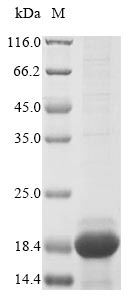 Mouse Ig kappa chain V-V region K2 protein
