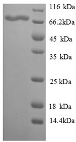 Gallus VTG2 protein