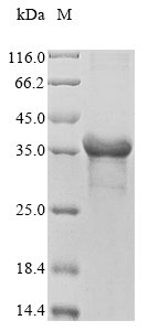 Plant Calloselasma rhodostoma Snaclec rhodocytin subunit beta protein