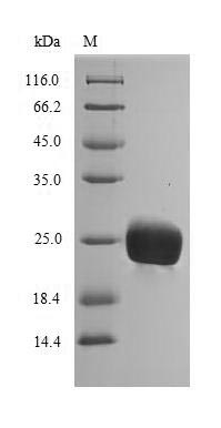 Plant HEV1 protein