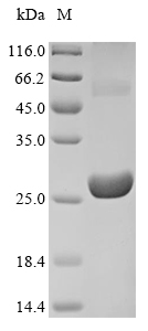Virus BCRF1 protein