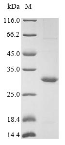 Virus BDLF3 protein