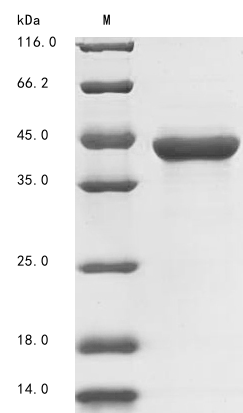 Virus DBP protein