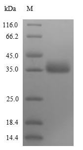 Virus Non-structural protein 1(NS) protein