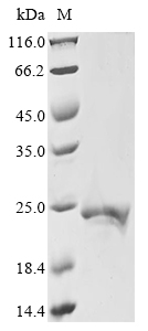 Bacteria Bacillus amyloliquefaciens Barstar protein
