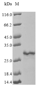 Bacteria mspA protein