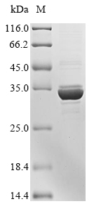 Virus Non-structural protein 1(NS) protein