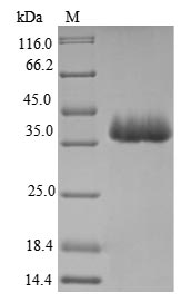 Virus mip protein