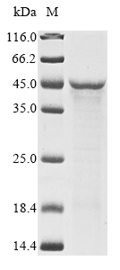 Bacteria lpxC protein