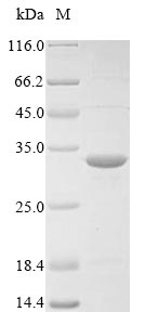 Bacteria walK protein