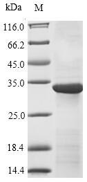 Mouse Cd101 protein